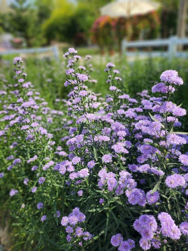 สวนดอกไม้แห่งแรกในสงขลา
