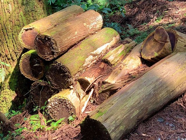 桃園東眼山國家森林公園｜美到極點的自導式步道🌳