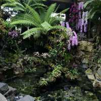 🇸🇬 Orchid paradise for enthusiast! ✨