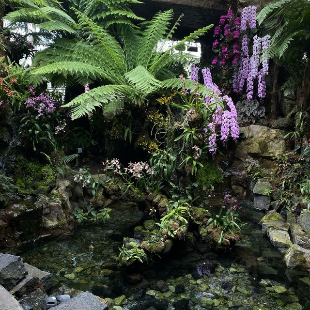 🇸🇬 Orchid paradise for enthusiast! ✨