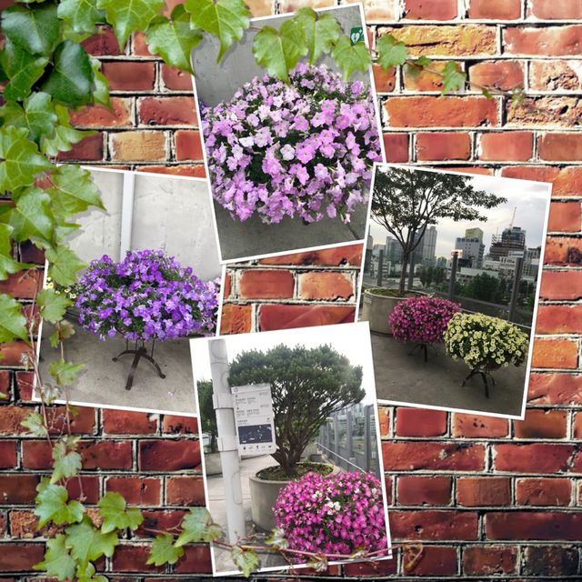 空中休憩處7017🌟🥰