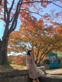 실시간 은행나무 물들어가는 청주💛