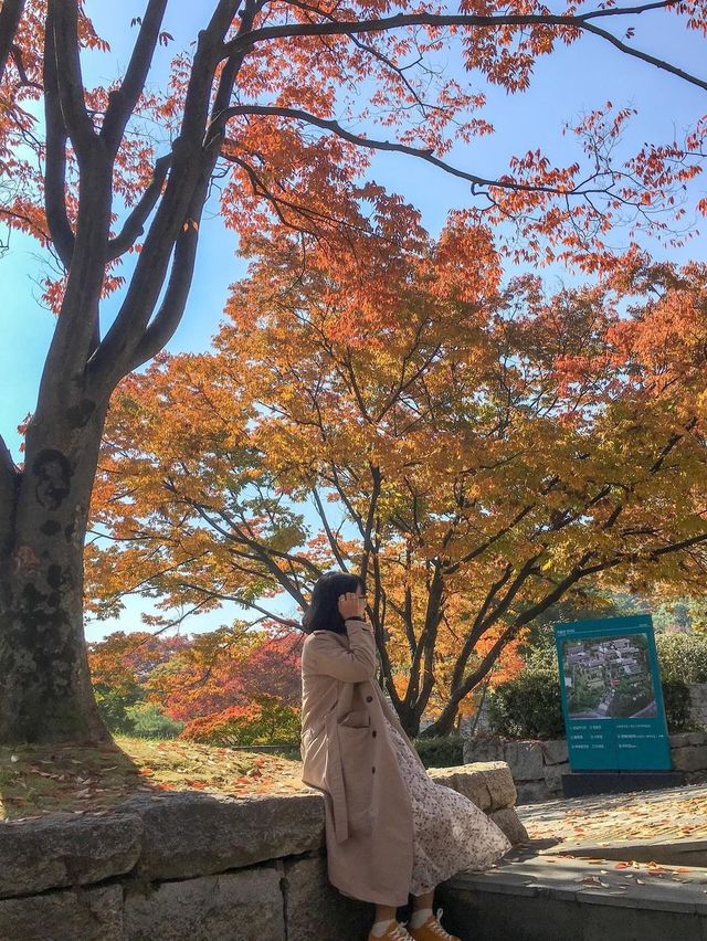 실시간 은행나무 물들어가는 청주💛