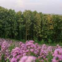 ไฮเดรนเยีย คาเฟ่ เขาค้อ - Hydrangea Cafe 