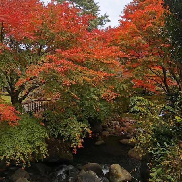 autumn vibes at Atami Plum Garden