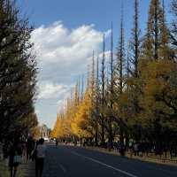 The beautiful yellow leaves in Meiji Jinggu