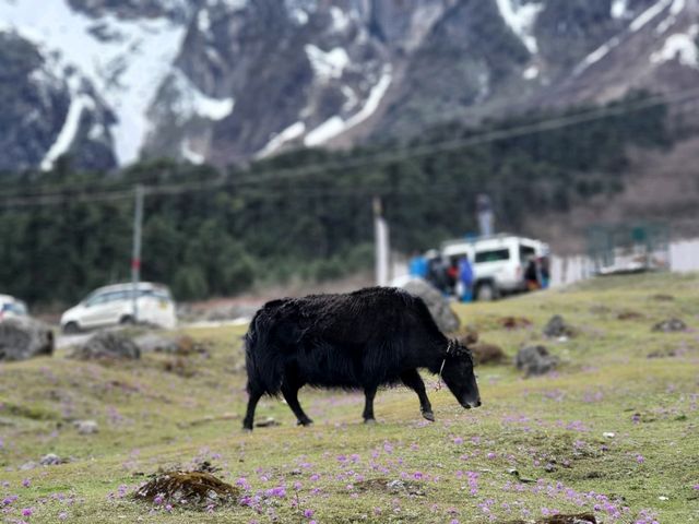 Zero Point & Yumthang Valley