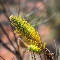 Sand Dunes, Rocks, Plants at Uluṟu Aussie