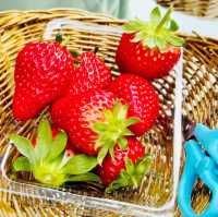 Strawberry Picking @ Greenarium Awaji 🇯🇵