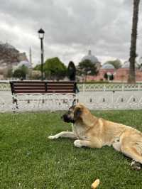 Incredible Istanbul