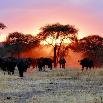 A Journey into Africa's Untamed Beauty