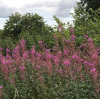 English Walled Gardens