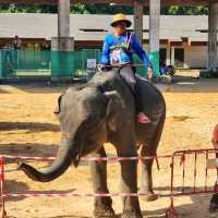 Elephant World