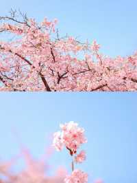 【東京河津桜】代々木公園花見と周辺散策スポット
