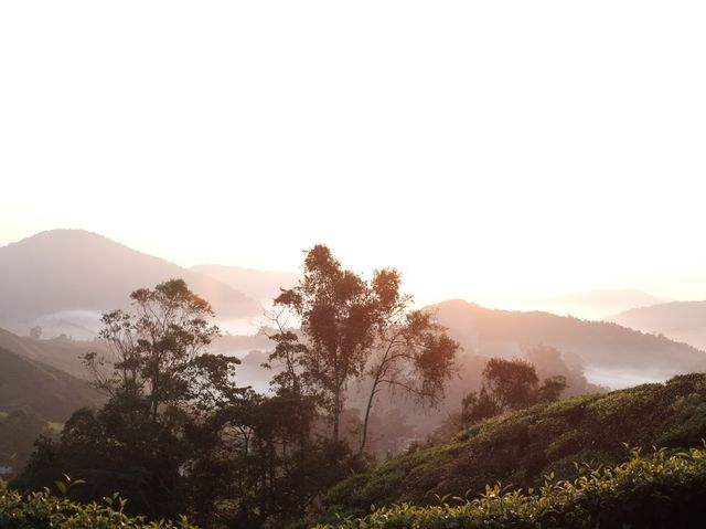 Visiting a Tea Plantation at Cameron Highland