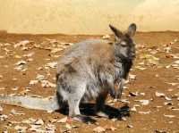 Edogawa City Nature Zoo