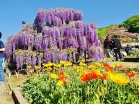 Ashikaga Flower Park 