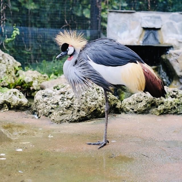 Botanical Gardens in Okinawa 