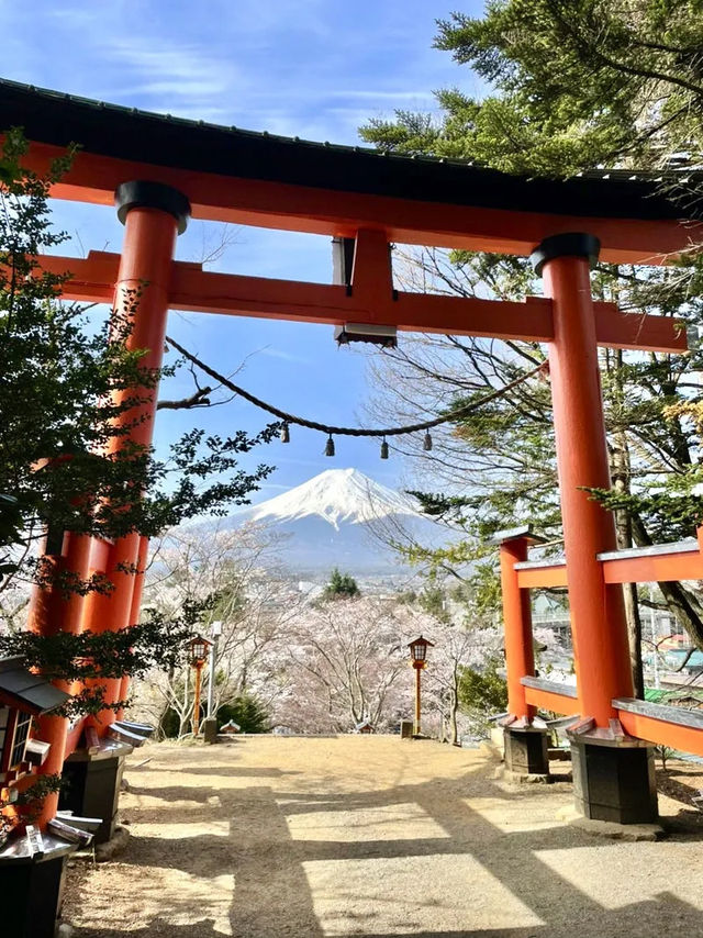 【新倉富士浅間公園/山梨県】ミシュランにも掲載！絶景の桜と富士山