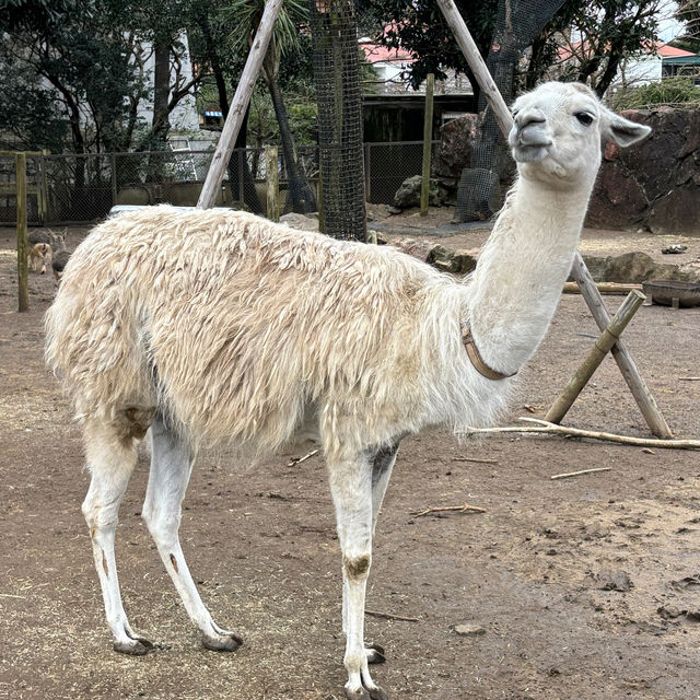 【デートにもオススメ】静岡 伊豆 伊豆シャボテン動物公園 ゼロ距離で触れ合える可愛い動物たちと多肉植物