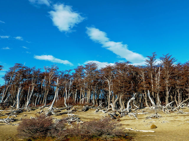Fitz Roy 트래킹 시작...