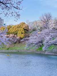 東京の多分真ん中🌸広い千鳥ヶ淵の桜のオススメスポット