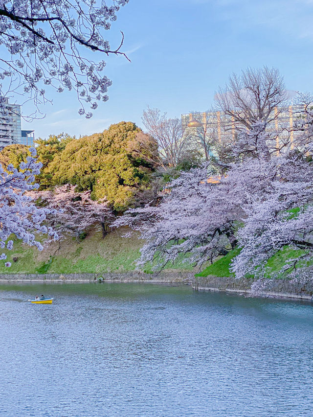 東京の多分真ん中🌸広い千鳥ヶ淵の桜のオススメスポット