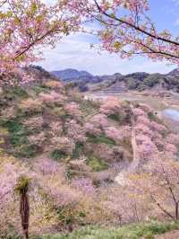 千葉の河津桜🌸佐久間ダム湖