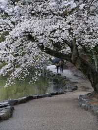 【奈良×桜】奈良観光の定番「奈良公園」で楽しむ桜🌸※鹿と撮るコツ付き
