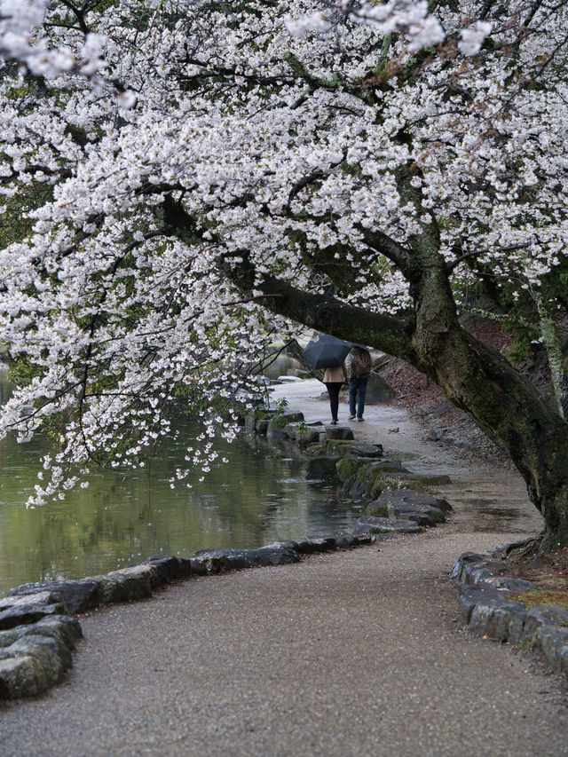 【奈良×桜】奈良観光の定番「奈良公園」で楽しむ桜🌸※鹿と撮るコツ付き