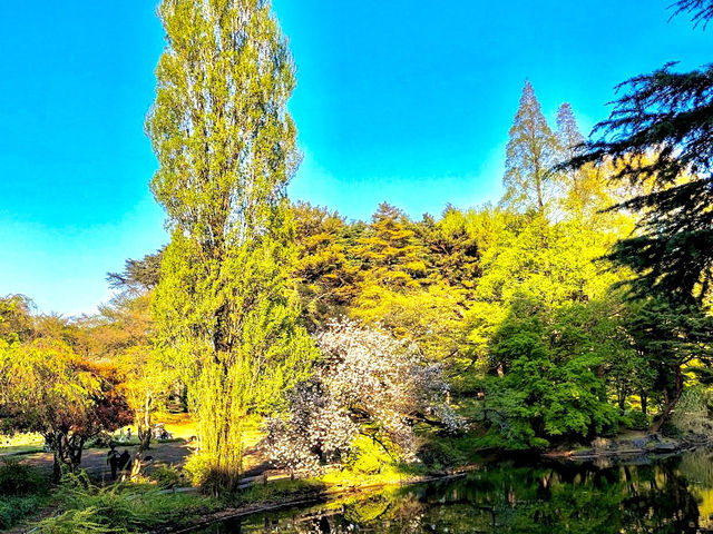 Shinjuku Gyoen Cherry Tree Area