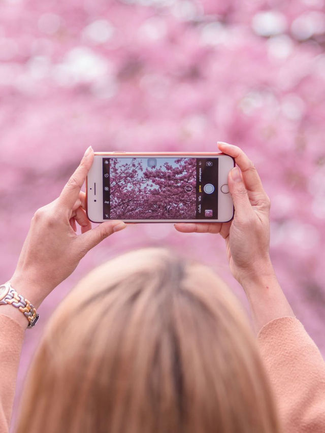 Kawazu Sakura Cherry blossom แห่งเมืองคะวะซุ🌸