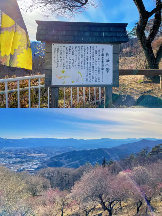 【秩父】宝登山でロウバイと梅の花を楽しむ🌸