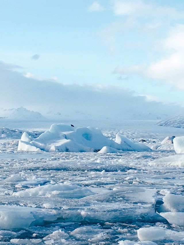 冰島🇮🇸| Jokulsarlon 冰河湖看最純淨的藍