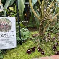 【バラが楽しめる★】神代植物公園