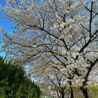 Cherry blossom in korea