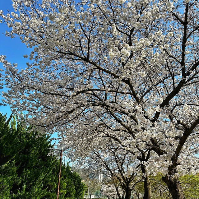 Cherry blossom in korea