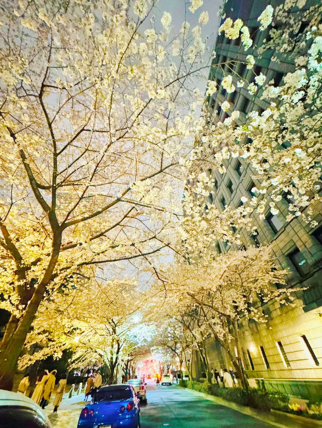 【東京・日本橋】意外と穴場かも?!幻想的なレトロ夜桜