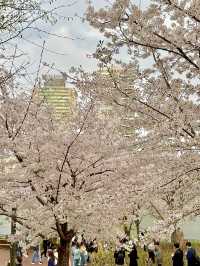 석촌호수 벚꽃축제 낮밤 너무 이뻐요🌸