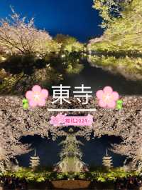 【京都東寺】夜遊櫻花🌸，心靈淨化