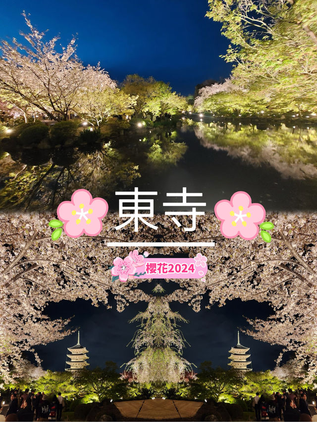 【京都東寺】夜遊櫻花🌸，心靈淨化