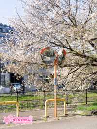 【東京都/多摩市】わざわざ行きたい東京都内の穴場お花見スポット