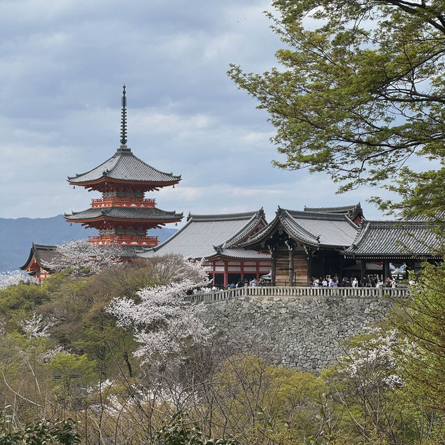 京都の綺麗な桜達🌸