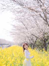 韓國鹿山路🇰🇷 櫻花🌸油菜花同時綻放