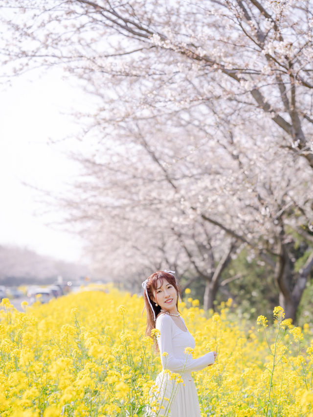 韓國鹿山路🇰🇷 櫻花🌸油菜花同時綻放