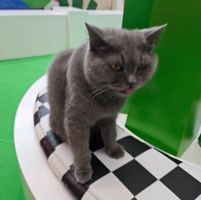 貓癡必去超能貓空間🐱🐈🐈‍⬛