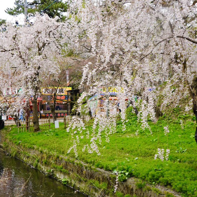 【青森】東北随一の桜スポット！弘前公園