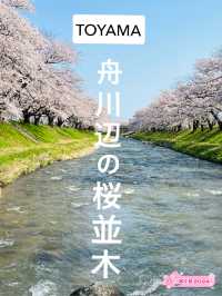 富山で桜を見るなら！舟川辺りの桜並木