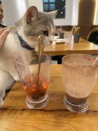 《減壓喵喵Cafe》