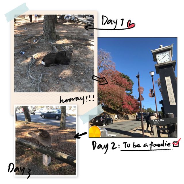 楓紅下的奈良公園